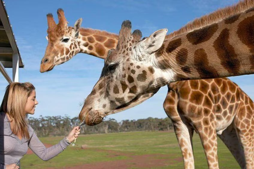 The Ultimate Melbourne Travel Guide – Discover the City Like a Local
